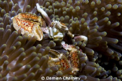 porcelain crab taken in phillipines just of verde island ... by Damian Charnley 
